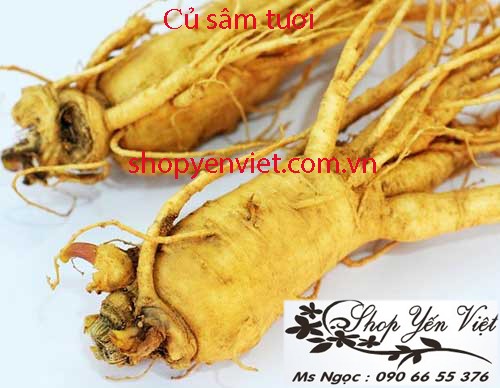 yen viet, Yến việt, yen sao, Yến sào, tổ yến, to yen, vi cá , vi cá mập
